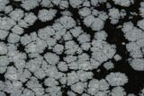 Polished Snowflake Obsidian Section - Utah #117770-1